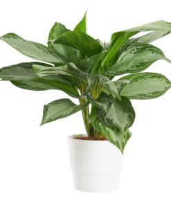 Aglaonema - Sjømannstrøst 17 cm