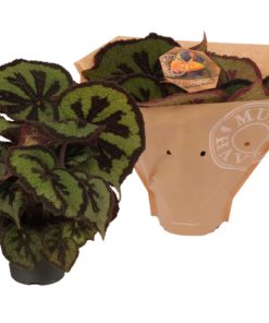 Begonia - Bladbegonia Beleaf 17 cm