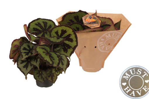 Begonia - Bladbegonia Beleaf 17 cm