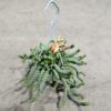 Crassua Hottentot ampel 14cm