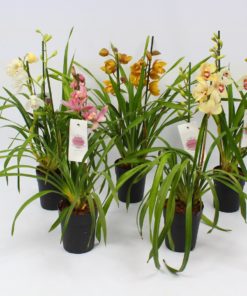 Orkide Cymbidium 14 cm