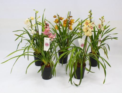 Orkide Cymbidium 14 cm