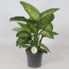 Dieffenbachia - Prikkblad Reeva 19 cm