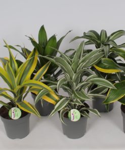 Dracaena Dermensis  - Dragetre top 17 cm