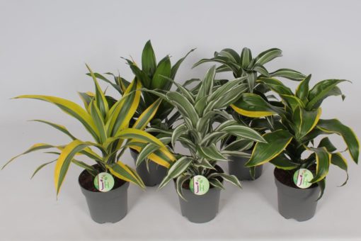 Dracaena Dermensis  - Dragetre top 17 cm