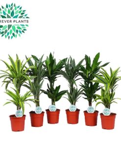 Dracaena Deremensis 2 stam - Dragetre 17 cm