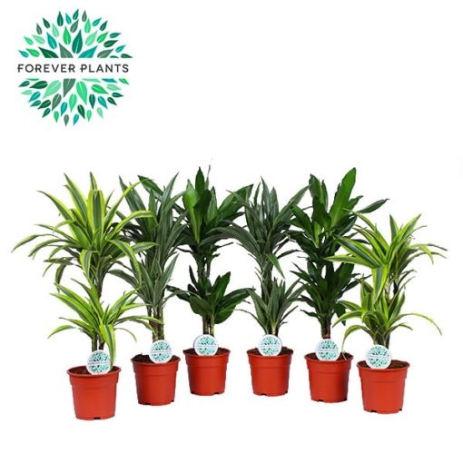 Dracaena Deremensis 2 stam - Dragetre 17 cm