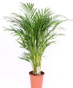 Dypsis Lutescens - Areca 21 cm