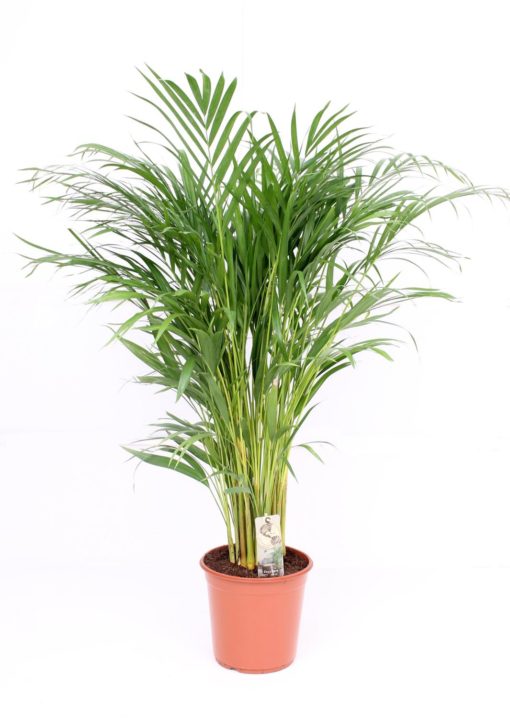 Dypsis Lutescens - Areca 21 cm