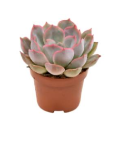 Echeveria- Rosetturt Summer mini