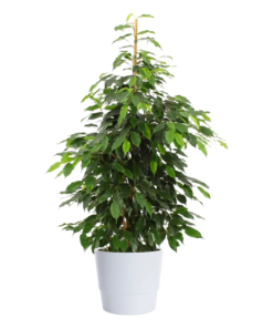 Ficus Benjamina - Bjørkefiken Danielle 14 cm