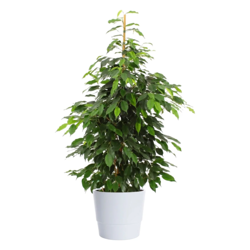 Ficus Benjamina - Bjørkefiken Danielle 14 cm