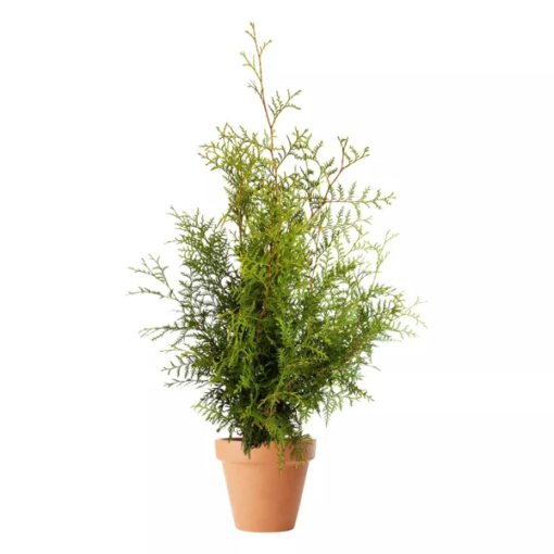 Thuja occidentalis Brabant 60-80 17 cm