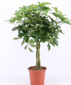 Schefflera - Paraplyplante 19 cm  Oppstammet