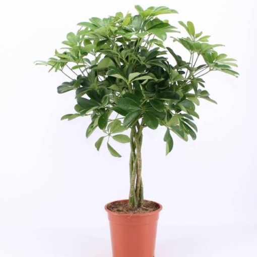 Schefflera - Paraplyplante 19 cm  Oppstammet