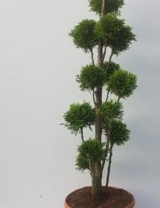 Thuja occidentalis Smaragd Ponpon 29 cm