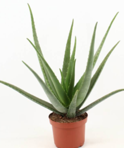 Aloe Vera 19 cm