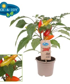 Pick & Joy - Mild Chili 14 cm