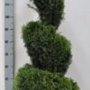 Thuja occidentalis Smaragd Spiral 29 cm