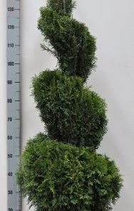 Thuja occidentalis Smaragd Spiral 29 cm