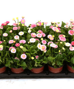 Bellis perennis 10,5cm