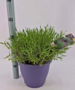 Lavendula Angustifolia - Lavendel 23 cm