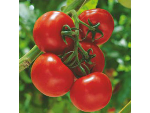 Tomat Cherry mix 12 cm