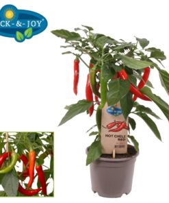 Pick & Joy - Hot Chili rød 14 cm