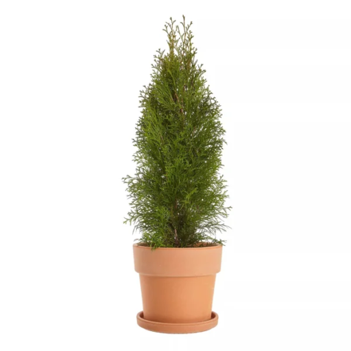 Thuja occidentalis Smaragd 50-70 17 cm