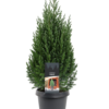 Juniperus Stricta - Kinaeiner 19 cm