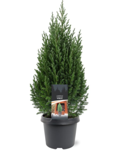 Juniperus Stricta - Kinaeiner 19 cm