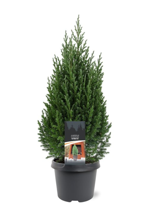 Juniperus Stricta - Kinaeiner 19 cm