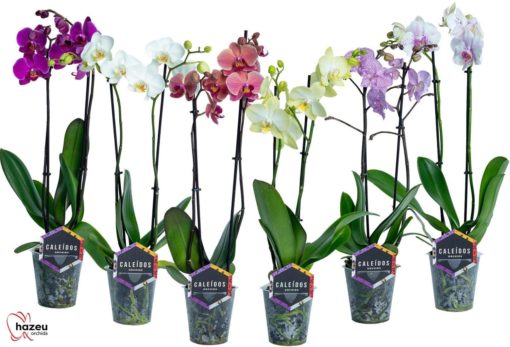 Orkide Phalaenopsis 12 cm 2 grenet