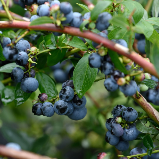 Vaccinium cor.  Bluegold - Blåbær 17 cm