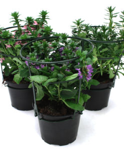 Scaevola - Femtunge 12 cm