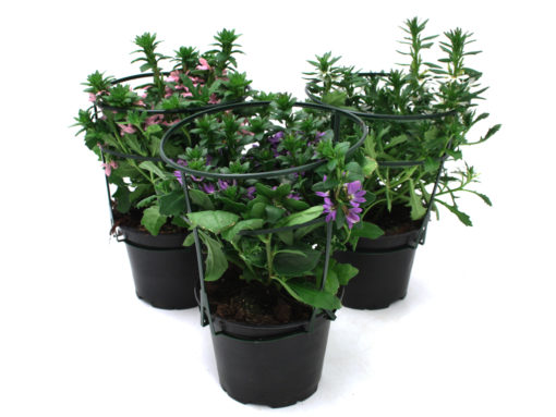 Scaevola - Femtunge 12 cm