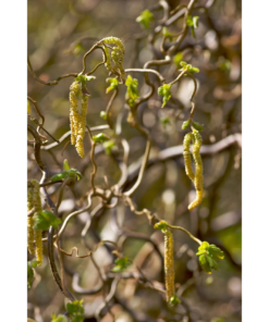 Corylus Contorta Medusa- Vrihassel 60-80