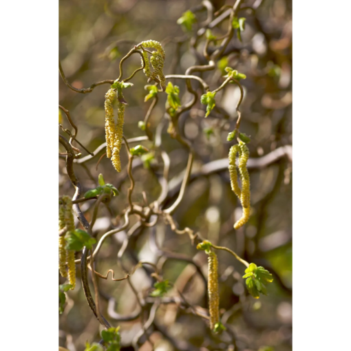 Corylus Contorta Medusa- Vrihassel 60-80