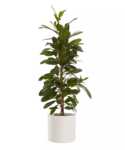 Ficus Cyathistipula - Lærbladfiken 17 cm