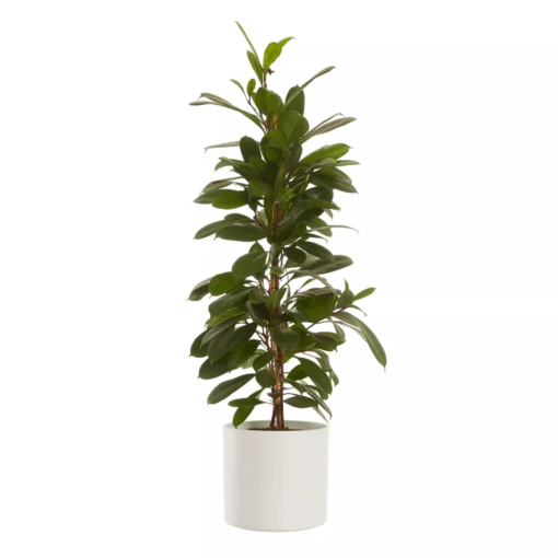 Ficus Cyathistipula - Lærbladfiken 17 cm