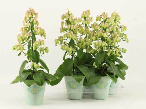 Kalanchoe Magic Bells 14 cm