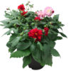 Dahlia - Georginer 19 cm