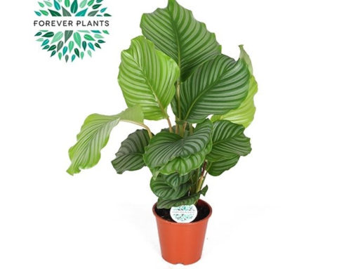 Calathea - Fiskebensplante Orbifolia12 cm