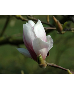 Magnolia Soulangeana 'Alba Superba' - Praktmagnolia 23 cm