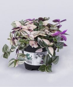 Tradescantia - Husvandrer 11 cm