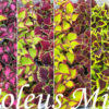 Coleus - Praktspragle 13 cm