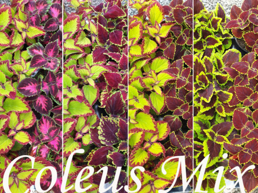 Coleus - Praktspragle 13 cm