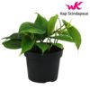 Philodendron Scandens - Treklatrer 12 cm