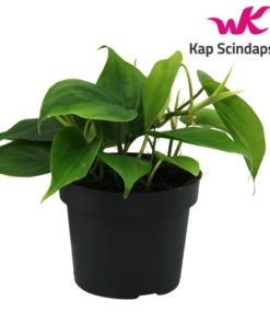 Philodendron Scandens - Treklatrer 12 cm