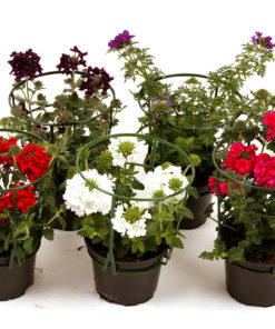 Verbena 12 cm